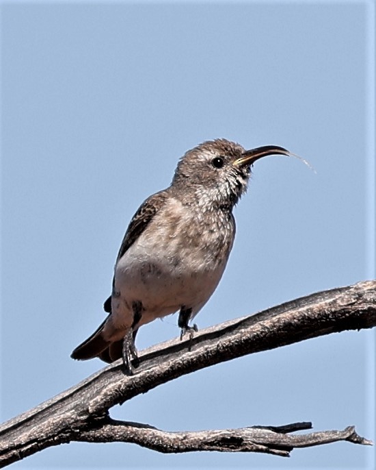 Black Honeyeater - ML464338281