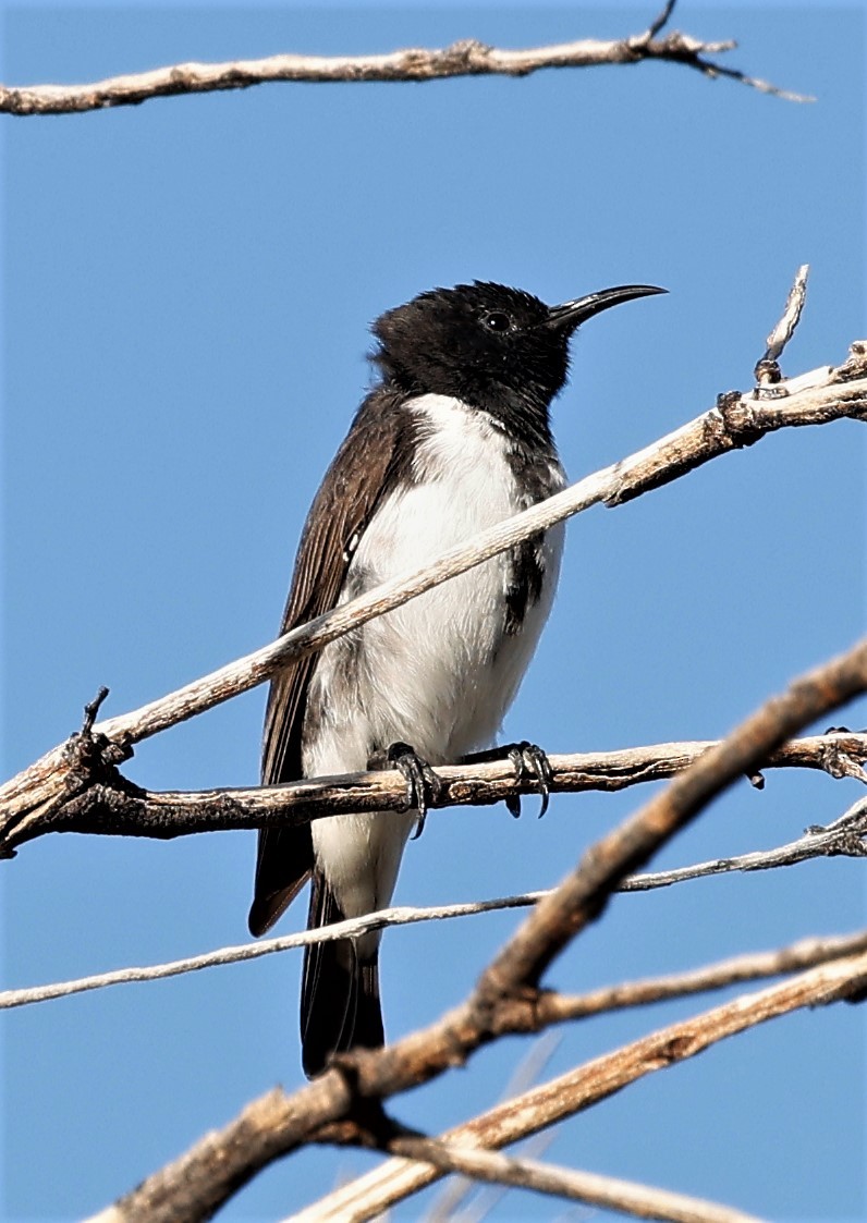 Black Honeyeater - ML464338291