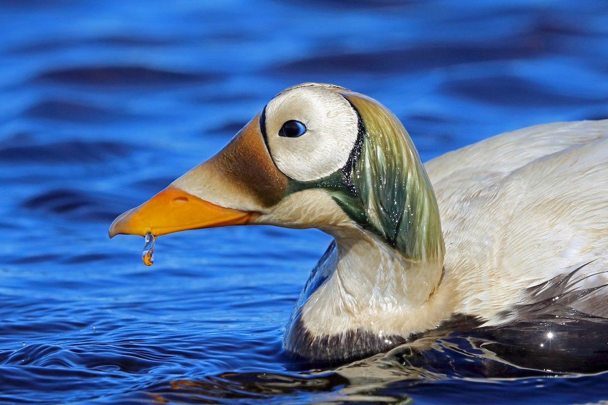 Spectacled Eider - ML46433871