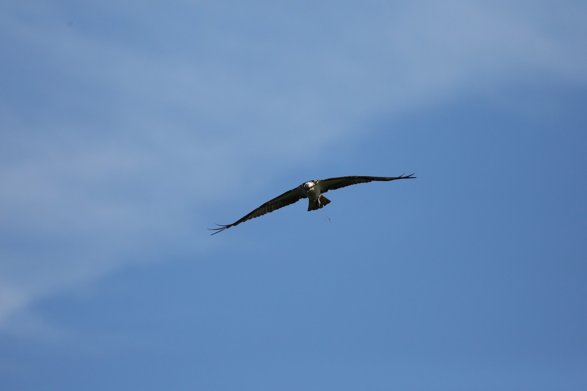 Balbuzard pêcheur - ML464338991