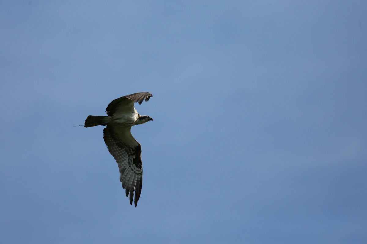 Balbuzard pêcheur - ML464339181