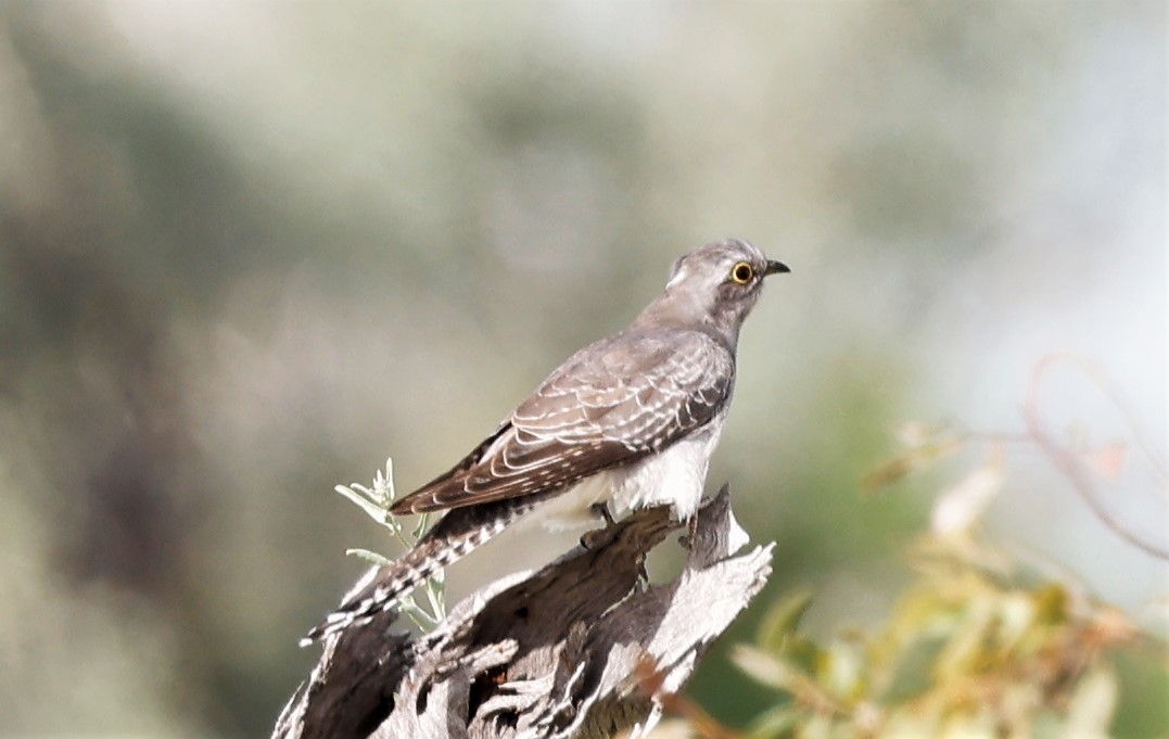 Pallid Cuckoo - ML464339321
