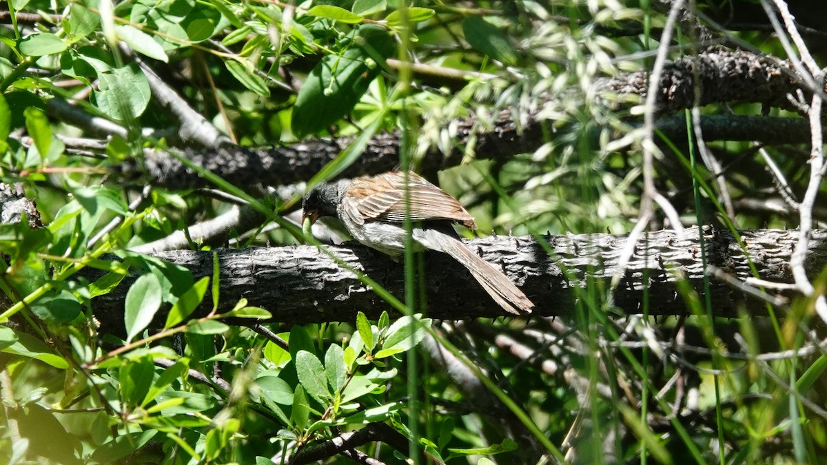 Black-chinned Sparrow - ML464339381