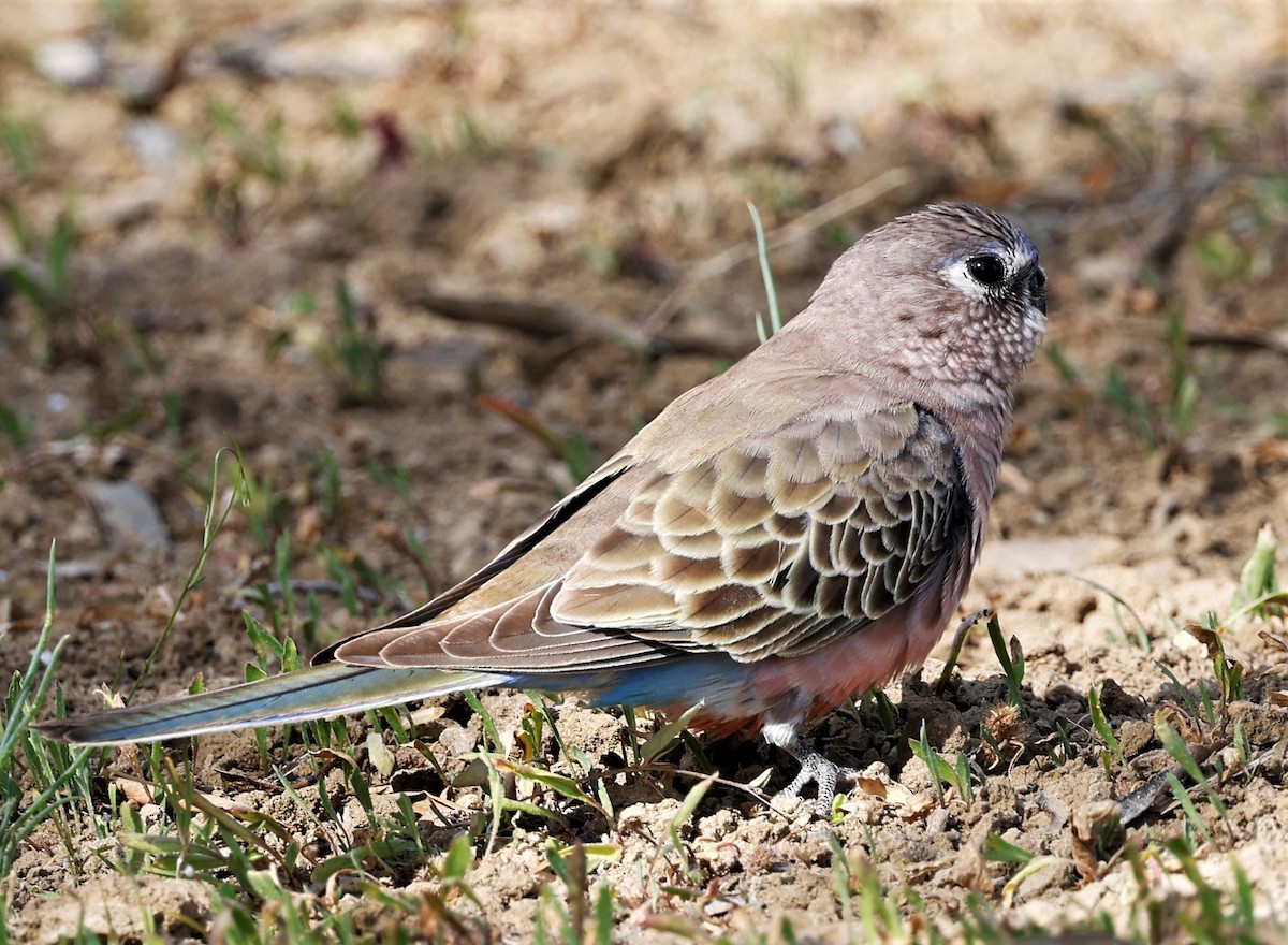 Bourke's Parrot - ML464339801