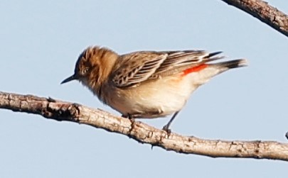 Crimson Chat - ML464339871