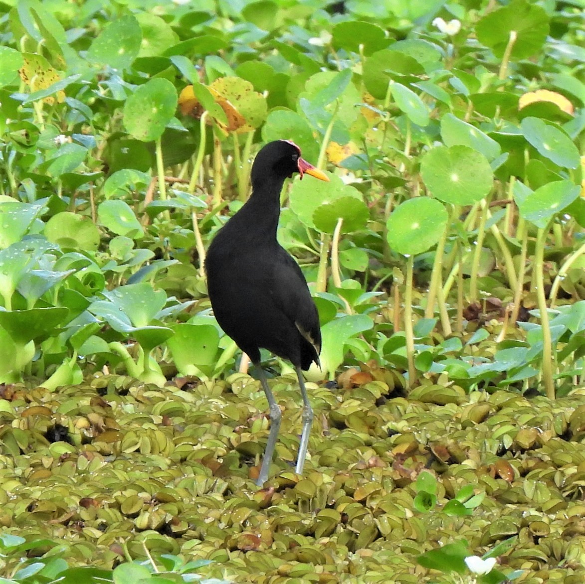 Wattled Jacana - ML464342511