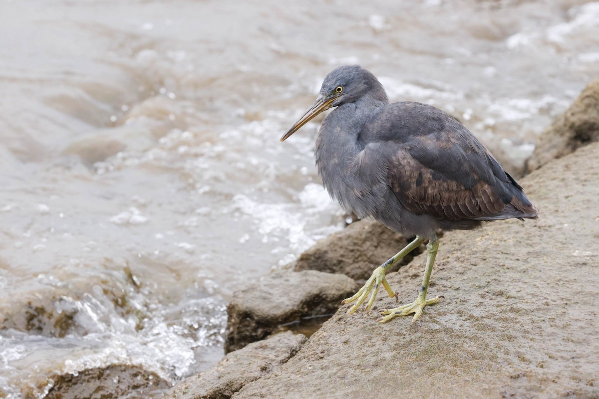 Pacific Reef-Heron - ML464342761