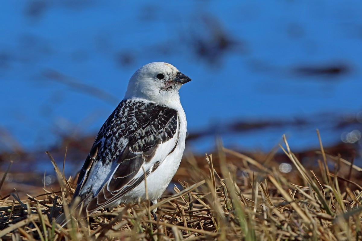 Snow Bunting - ML46434371