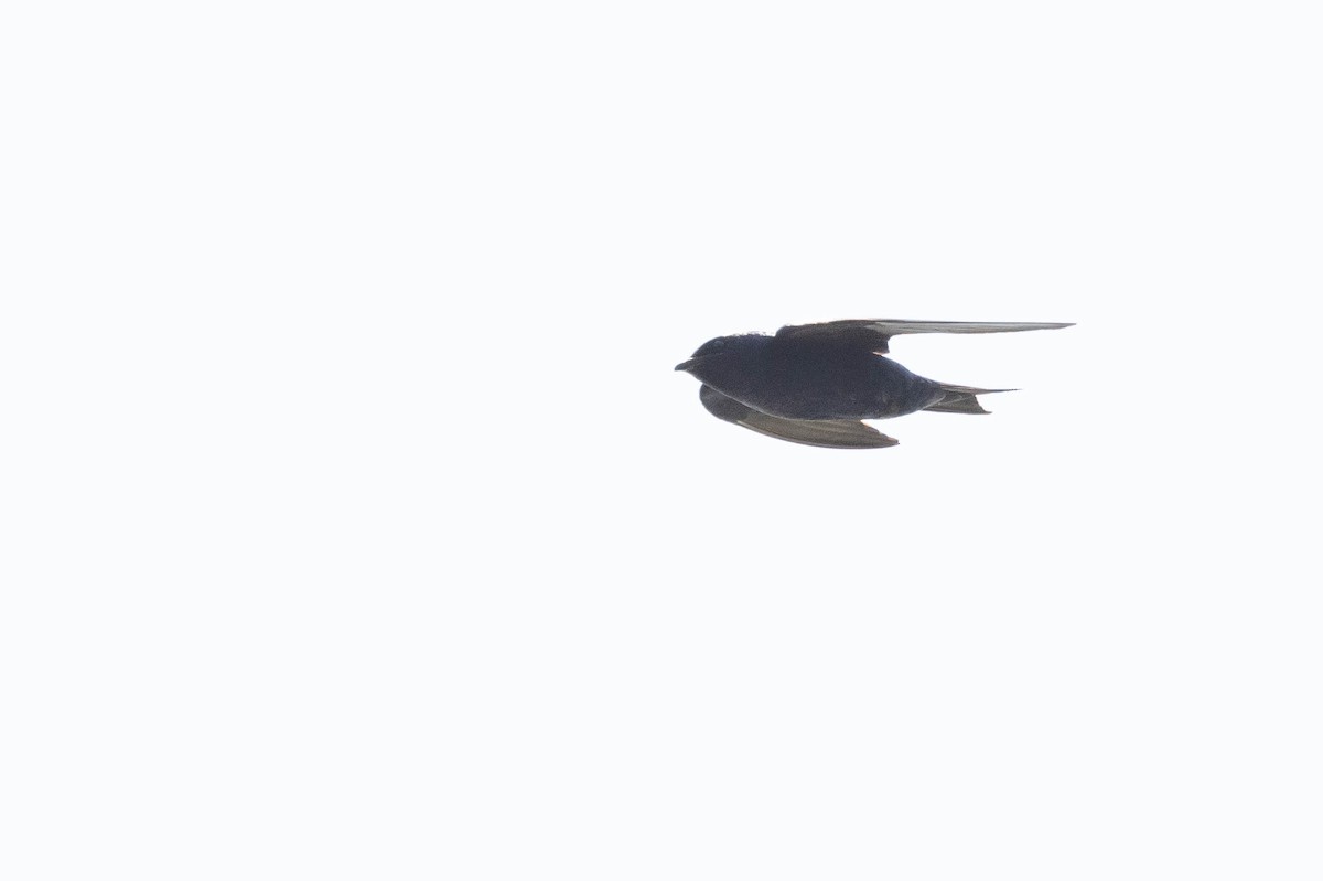 Purple Martin - Doug Gochfeld