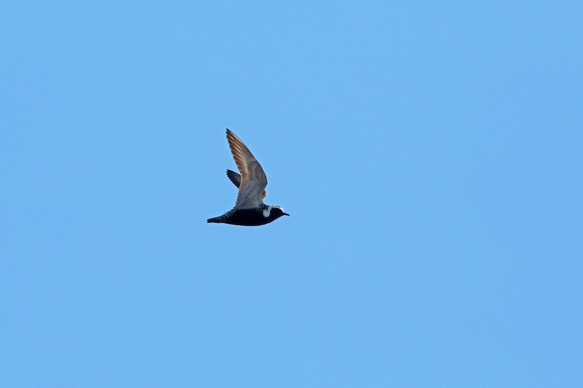 American Golden-Plover - ML46434391