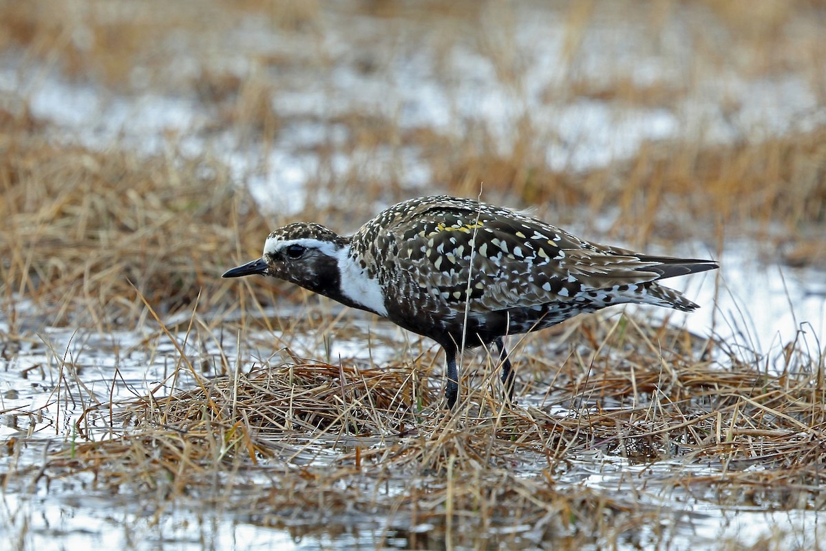 Chorlito Dorado Americano - ML46434401