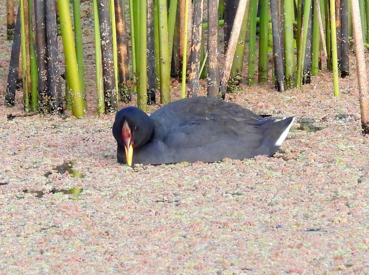 Red-fronted Coot - ML464347091