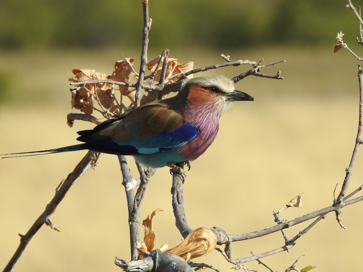 Lilac-breasted Roller - ML464348071