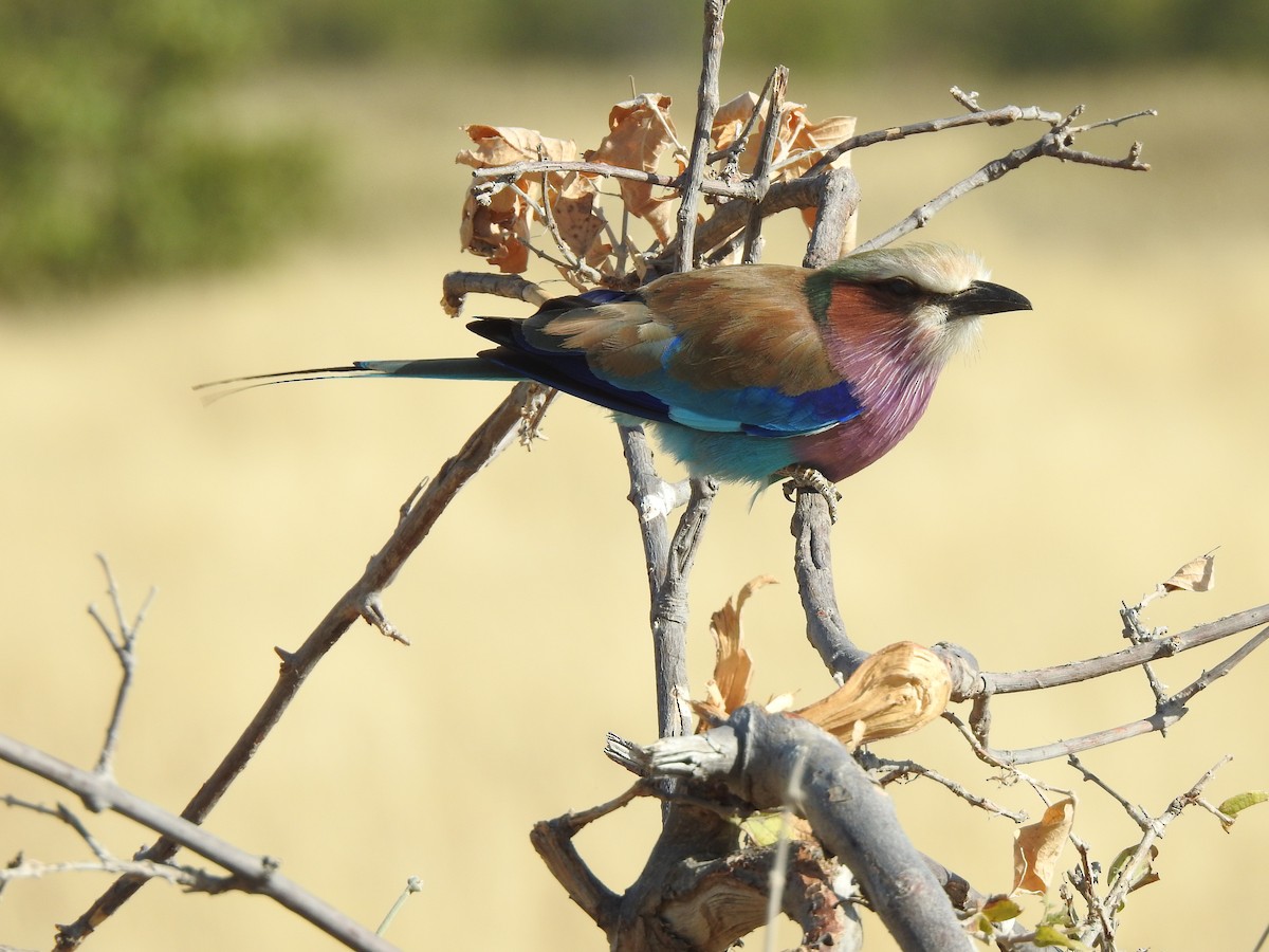 Lilac-breasted Roller - ML464348091