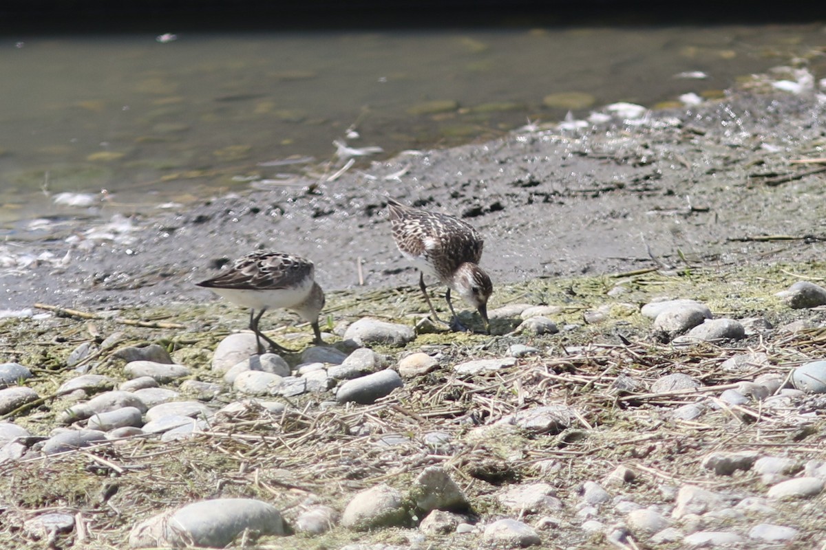 Semipalmated Sandpiper - Benjamin Pap