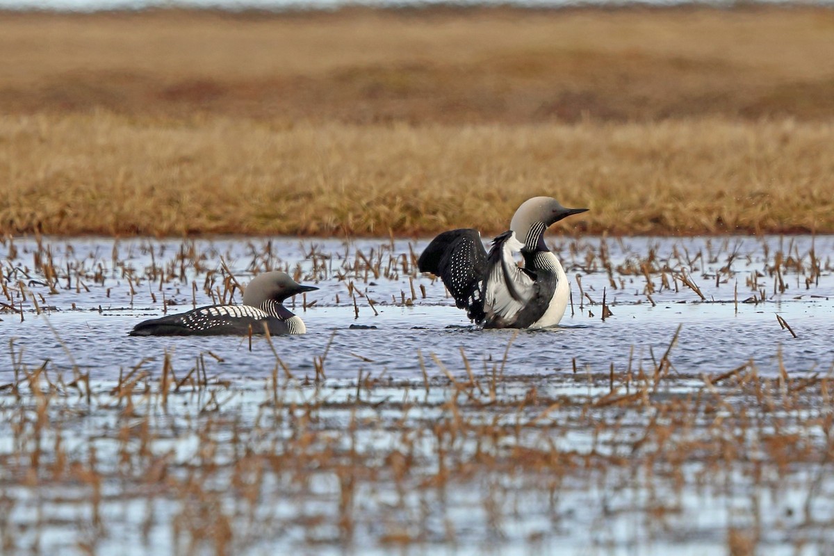 Pacific Loon - ML46434871