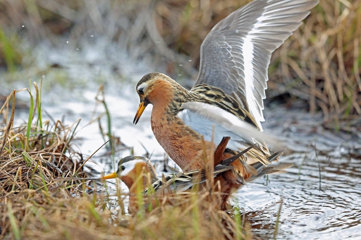 polarsvømmesnipe - ML46434911