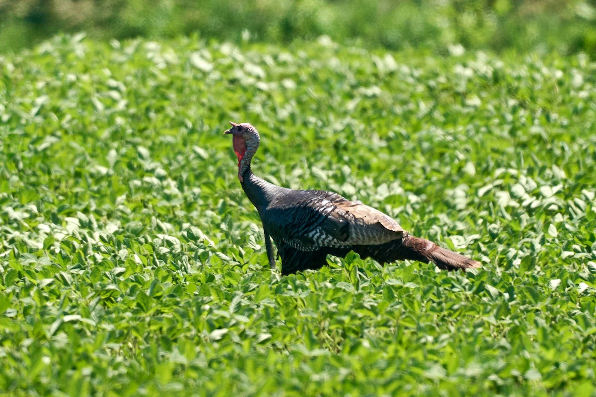 Wild Turkey - ML464349461