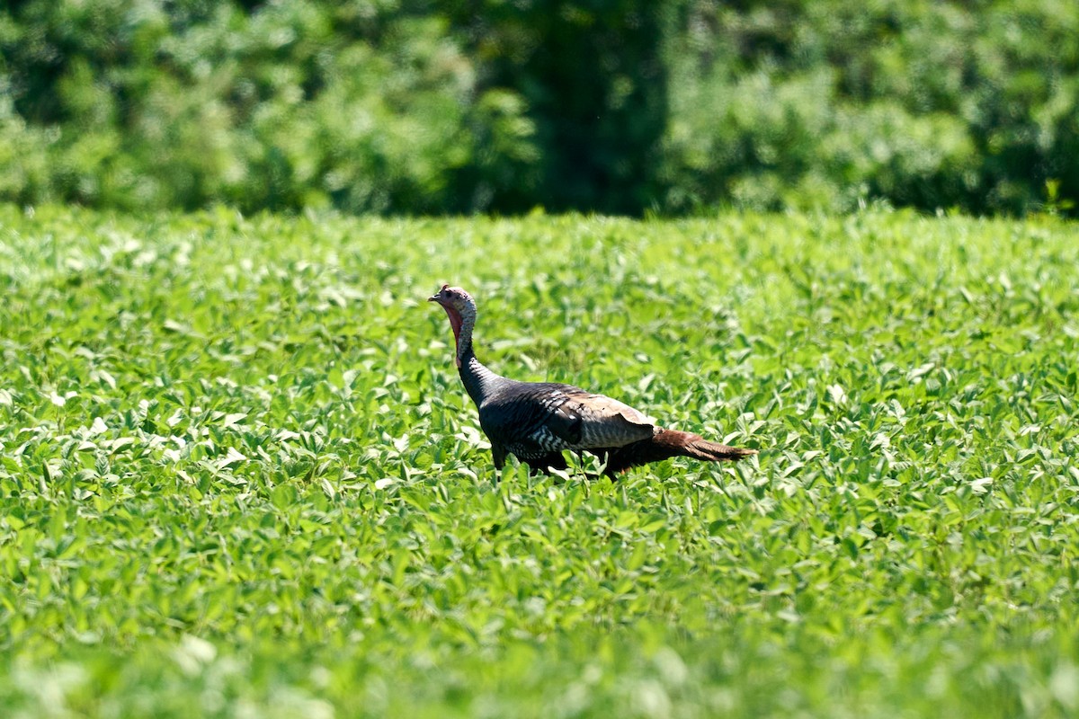 Wild Turkey - ML464349481