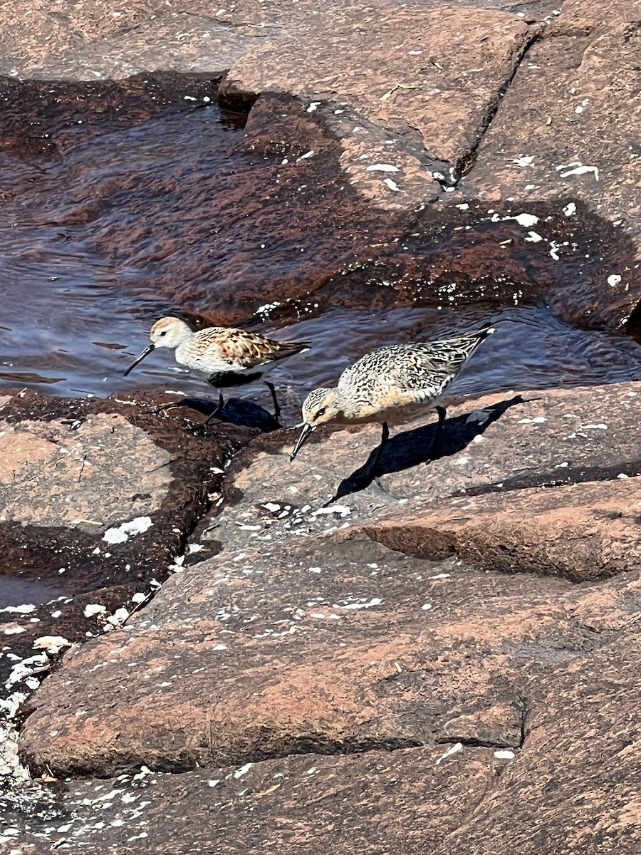 Dunlin - ML464349751