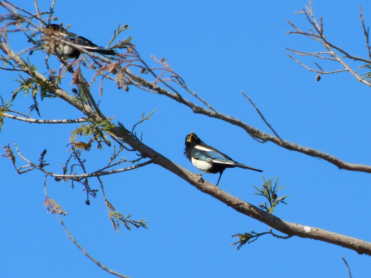 Yellow-billed Magpie - ML464349921