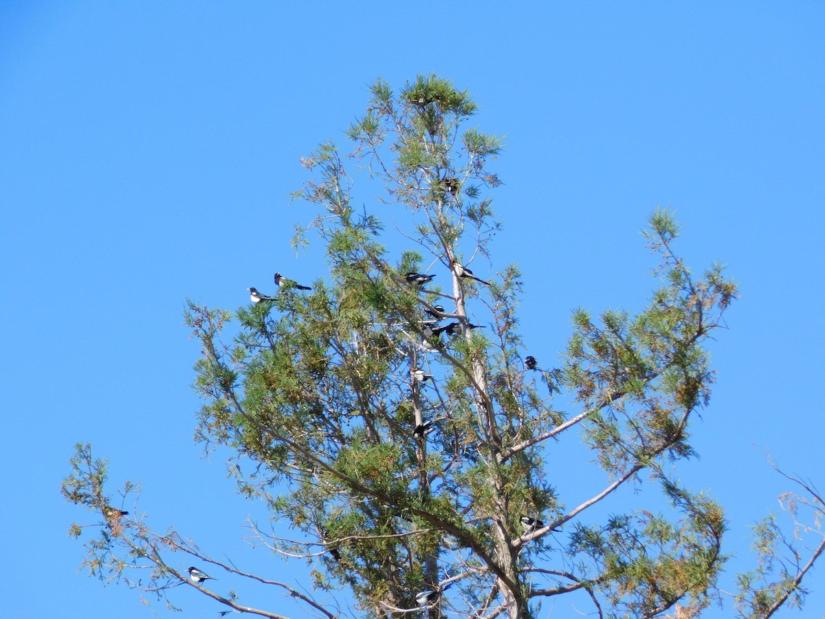 Yellow-billed Magpie - ML464349931