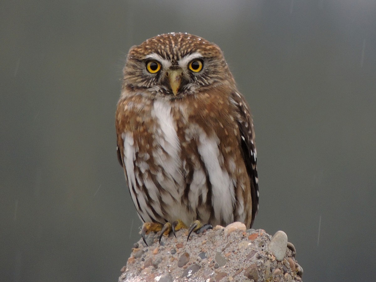 Austral Pygmy-Owl - ML464350071