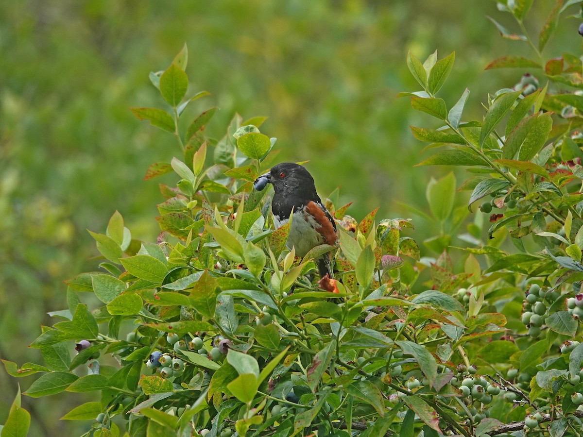 Spotted Towhee - ML464350261