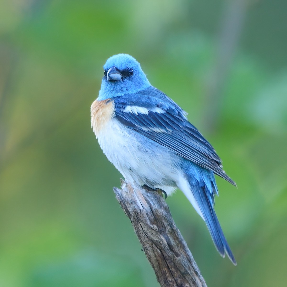 Lazuli Bunting - ML464351511