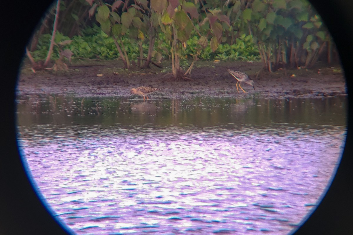 流蘇鷸 - ML464351811