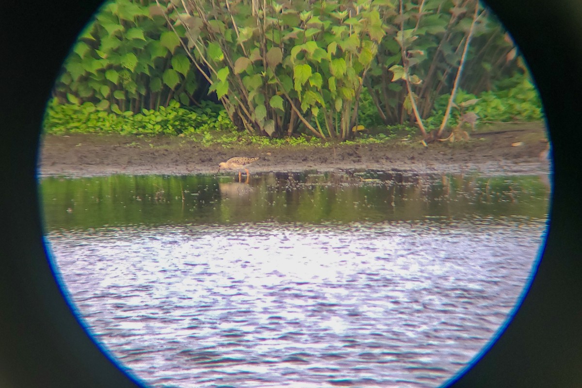 流蘇鷸 - ML464351821