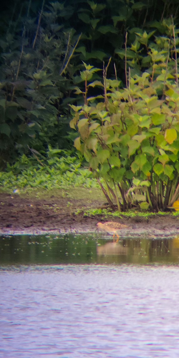 流蘇鷸 - ML464351841