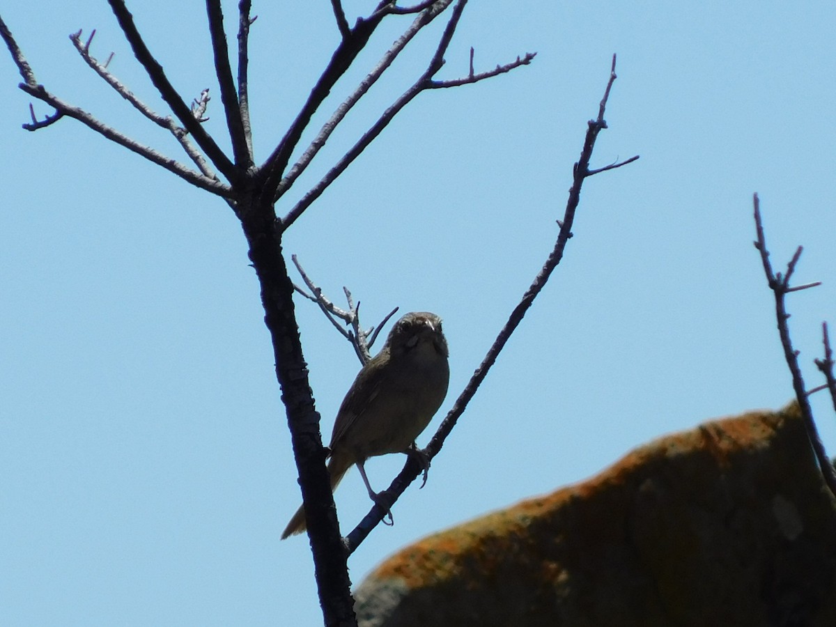 Rufous-crowned Sparrow - ML464352131