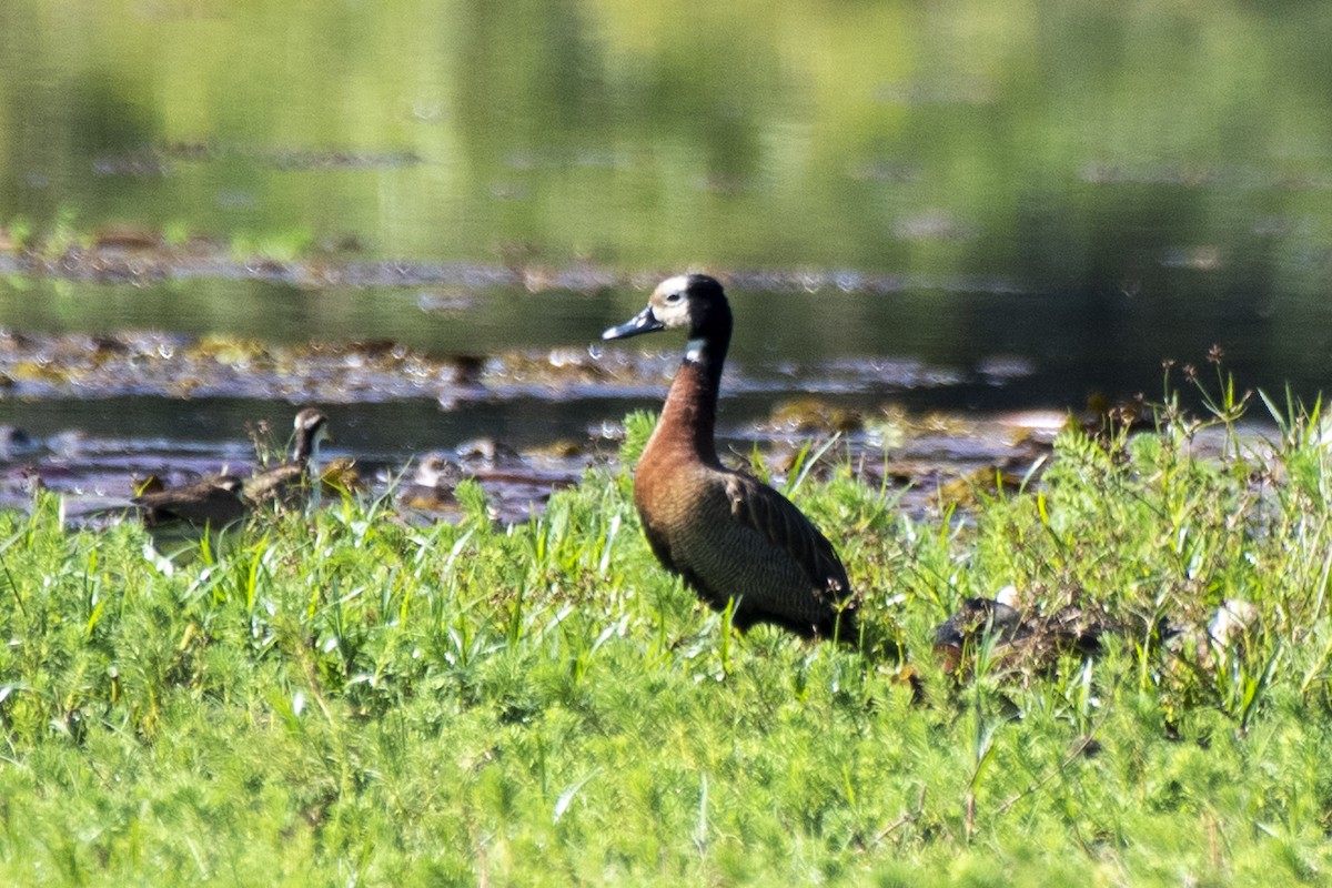 White-faced Whistling-Duck - ML464354211