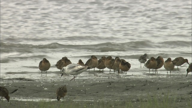 Bonaparte's Gull - ML464355