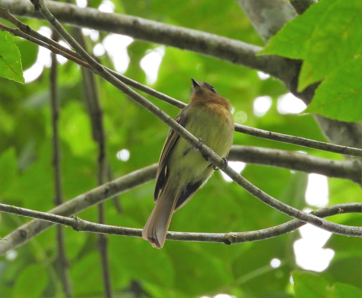 Rufous-breasted Flycatcher - ML464356481