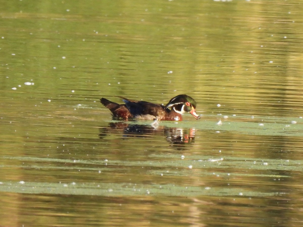 Wood Duck - ML464357031