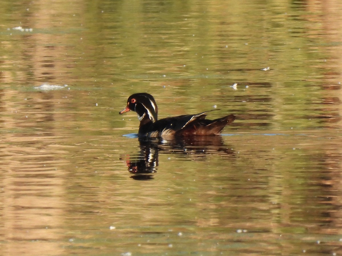 Wood Duck - ML464357041