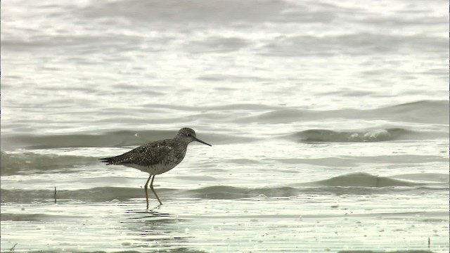 Lesser Yellowlegs - ML464358