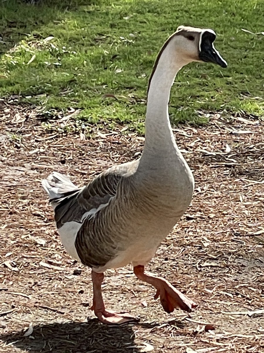 Domestic goose sp. (Domestic type) - ML464358231