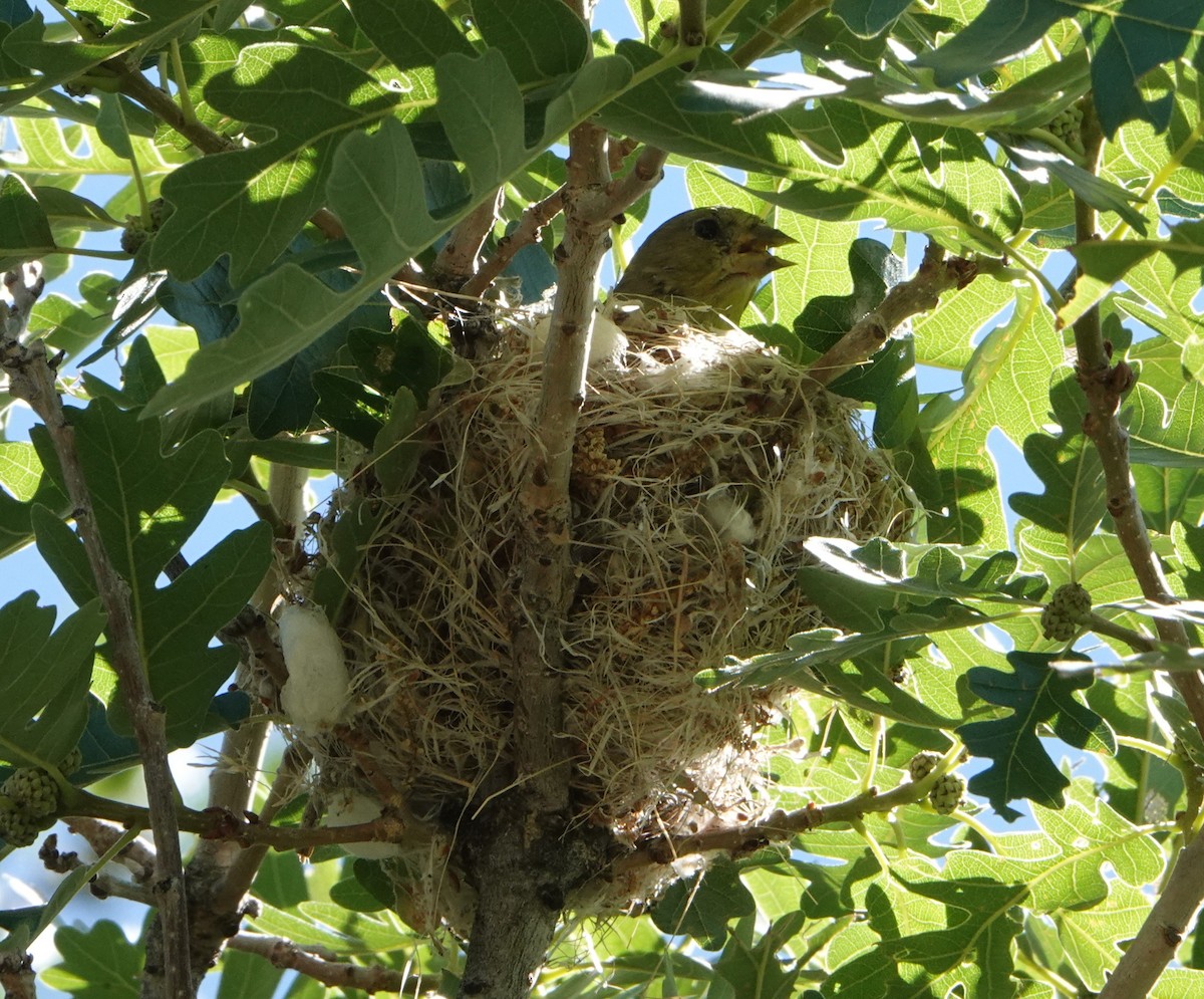 Warbling Vireo (Western) - ML464358581