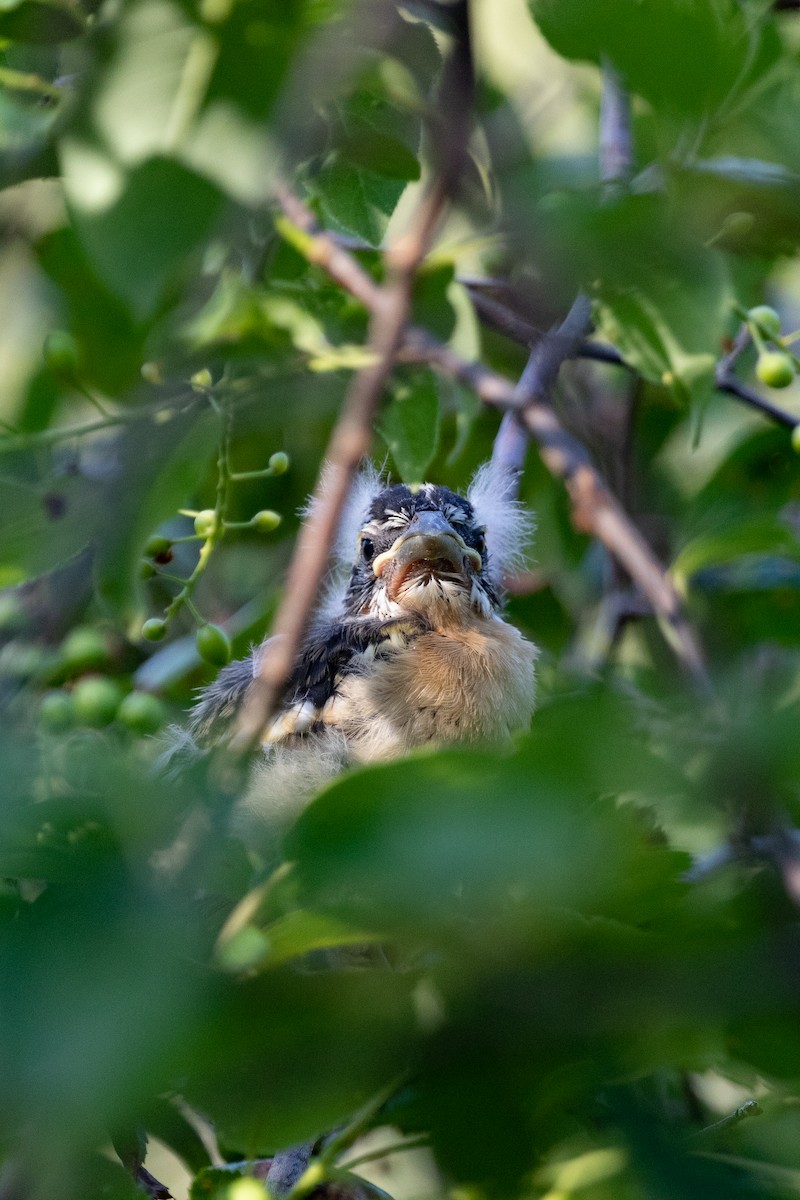 Black-headed Grosbeak - ML464360391