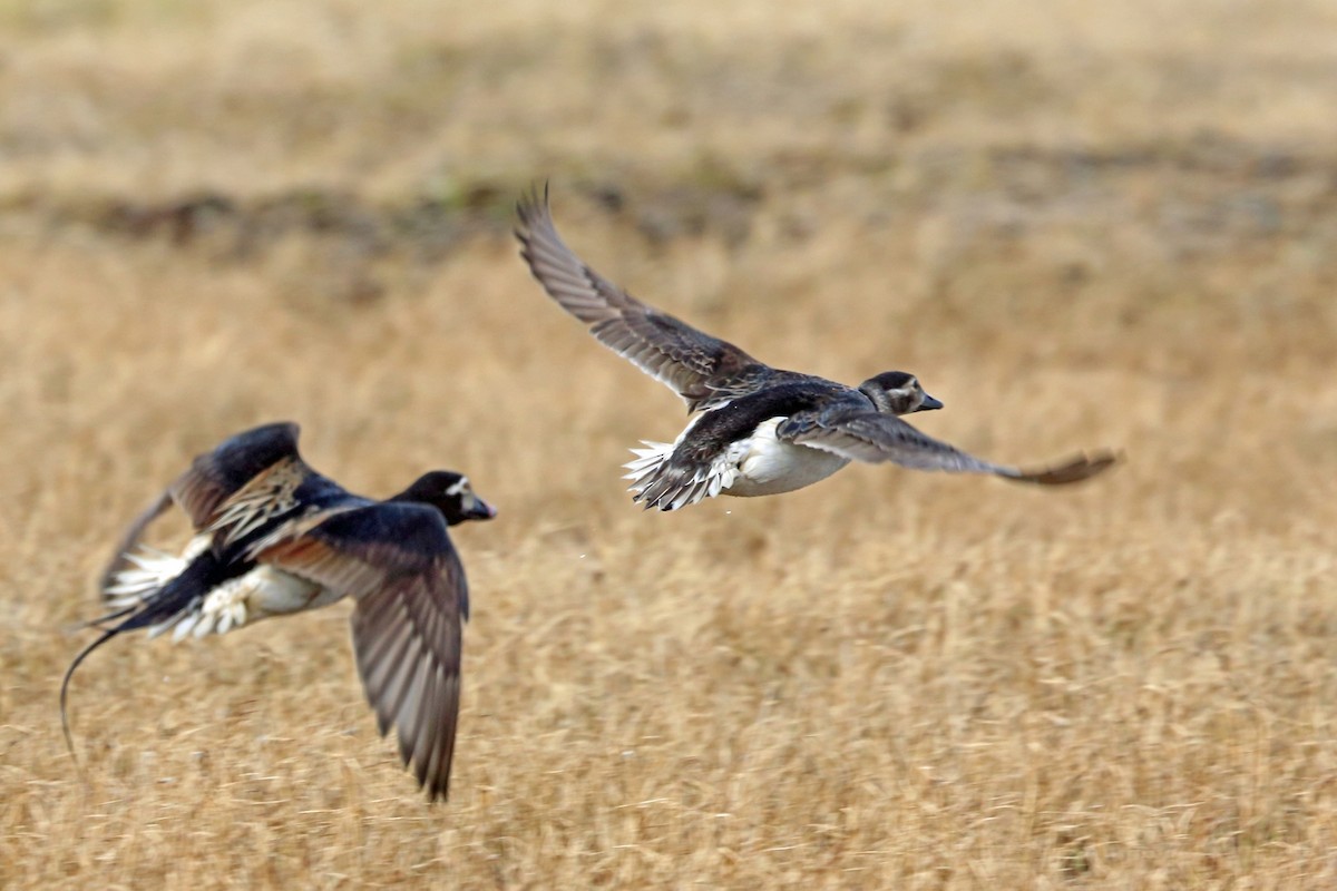 Long-tailed Duck - ML46436081