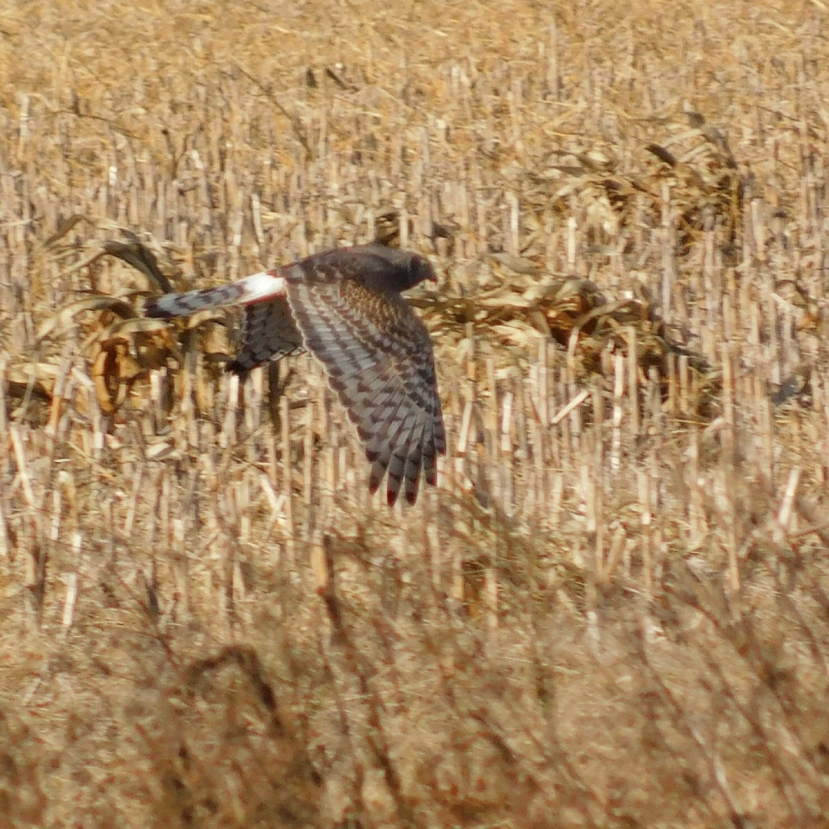 Cinereous Harrier - Pablo Bruni