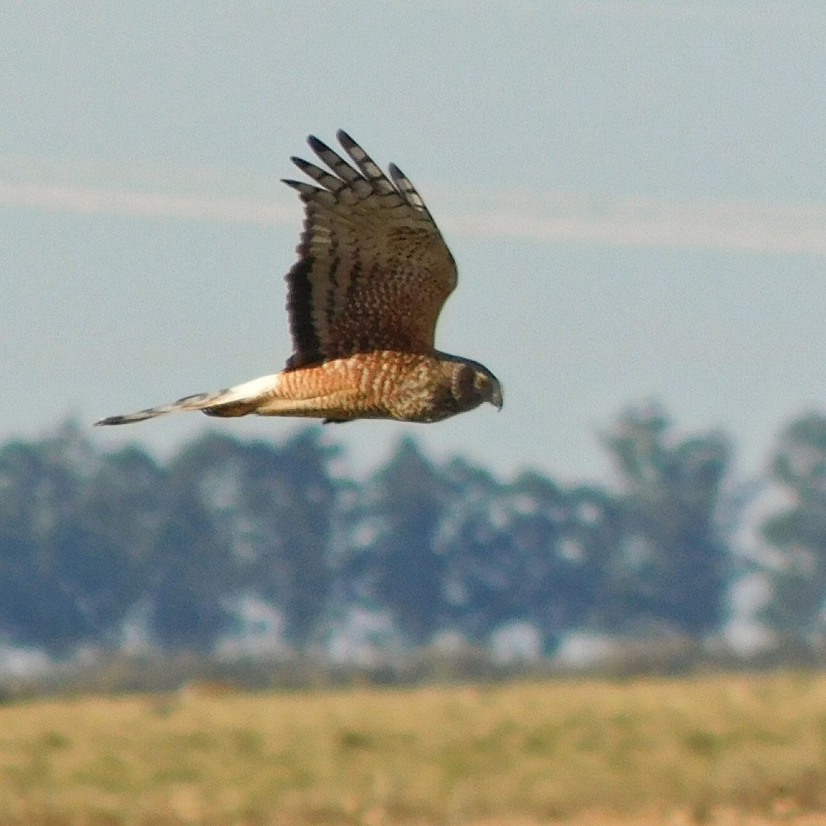 Cinereous Harrier - Pablo Bruni