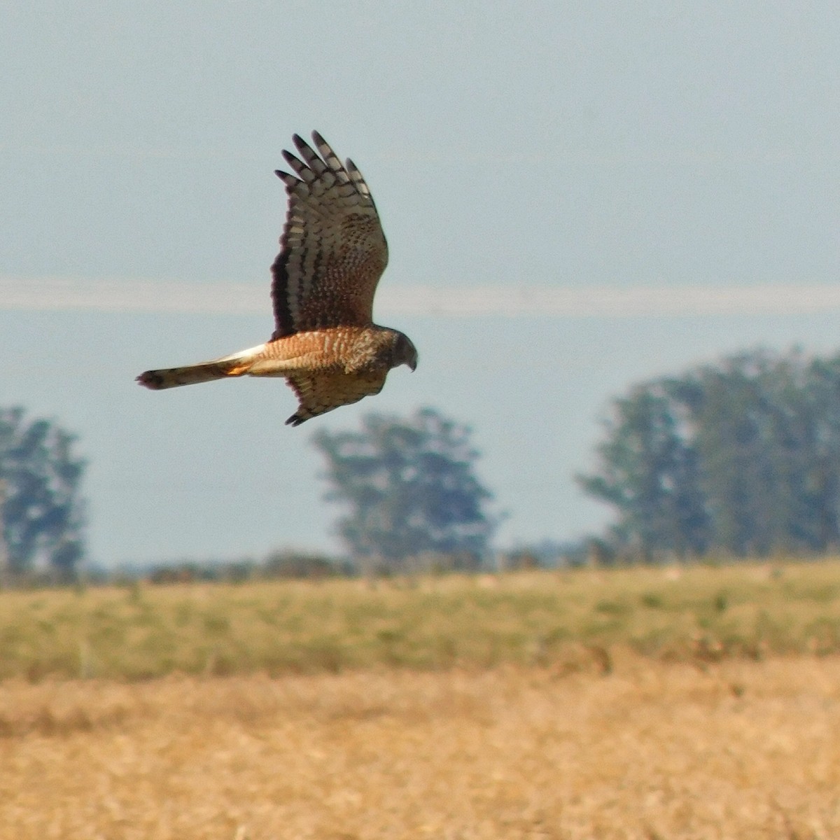 Cinereous Harrier - ML464361281