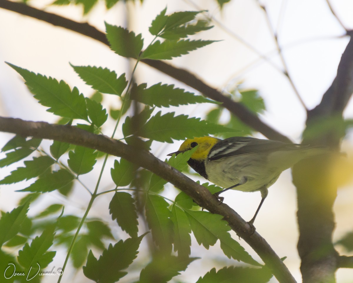 Hermit Warbler - ML464361341