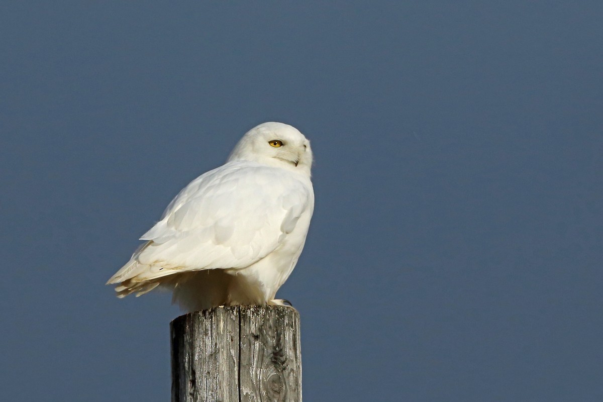 Snowy Owl - Nigel Voaden