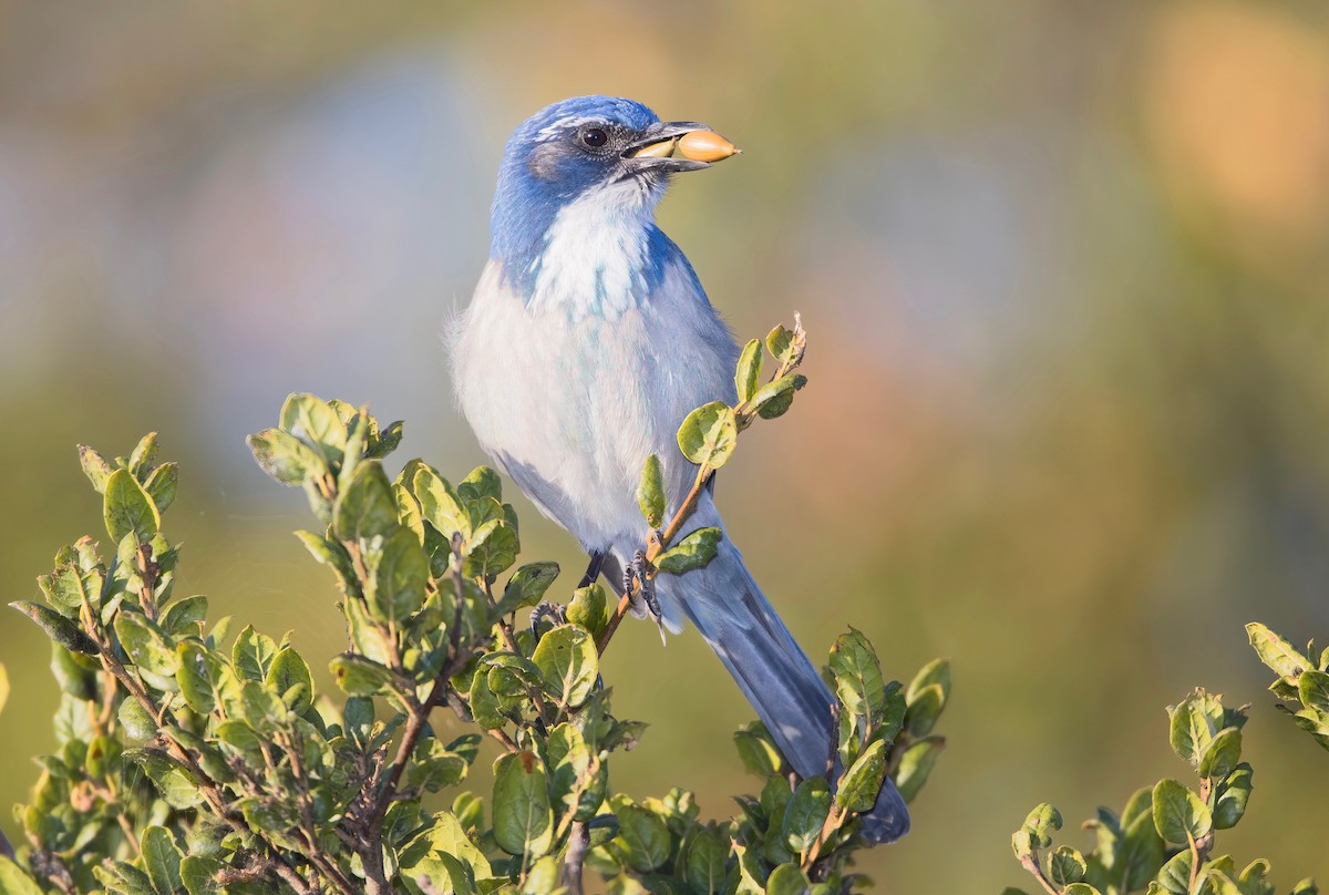 California Scrub-Jay - ML464362061