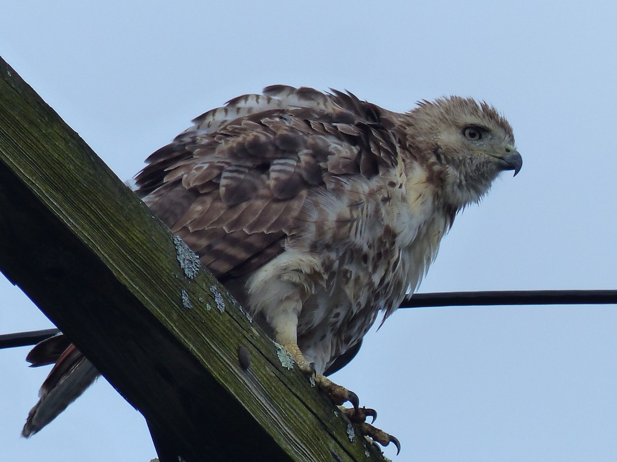 Red-tailed Hawk - ML464362331